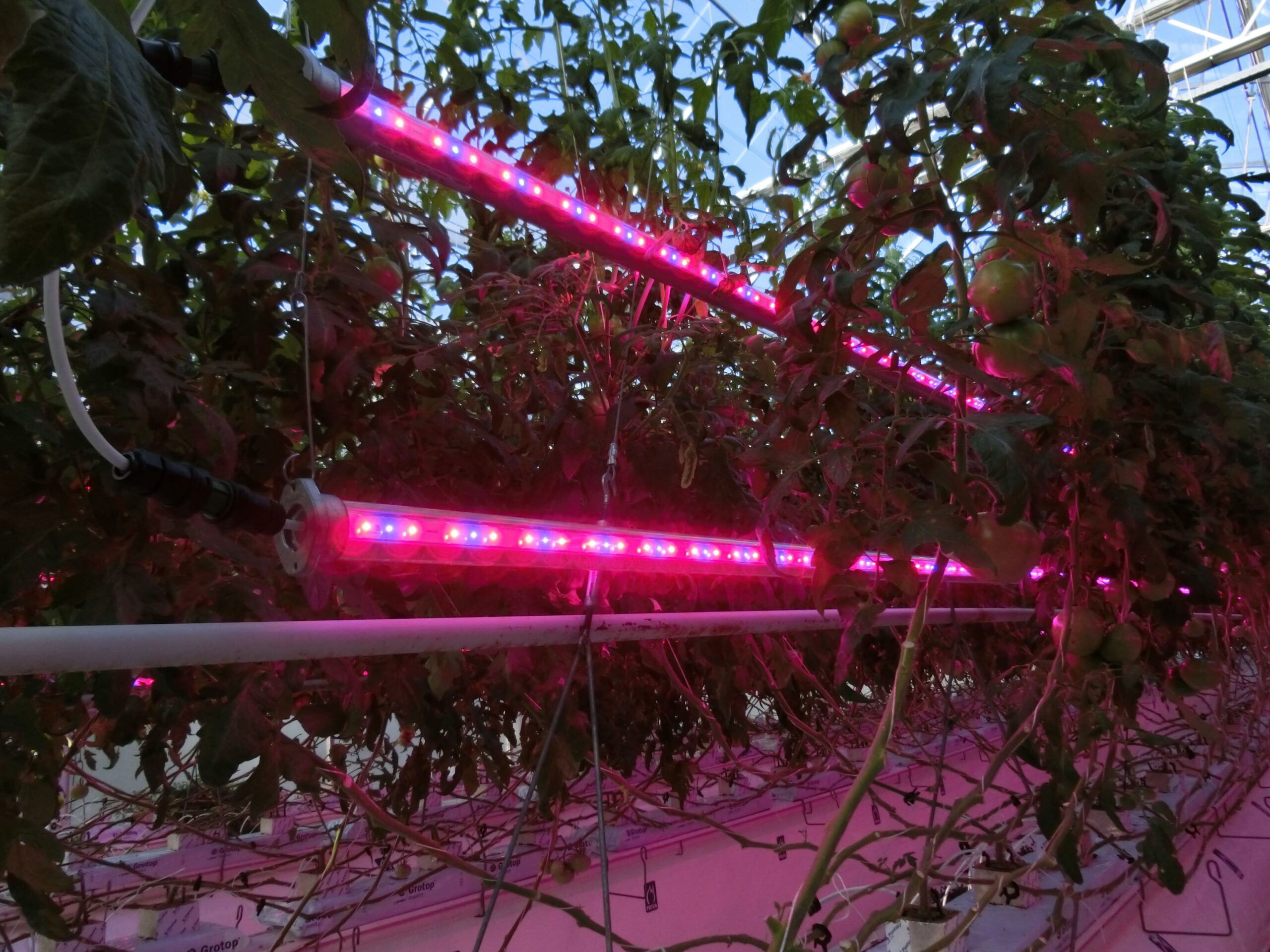 1円スタート！ 誠安◇美麗！ 2.8Kg虹入り ライトニング水晶 六角柱[T581-5189] 水晶 ライトニングの通販